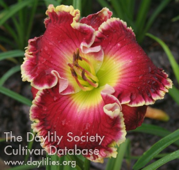 Daylily Feast of Victory